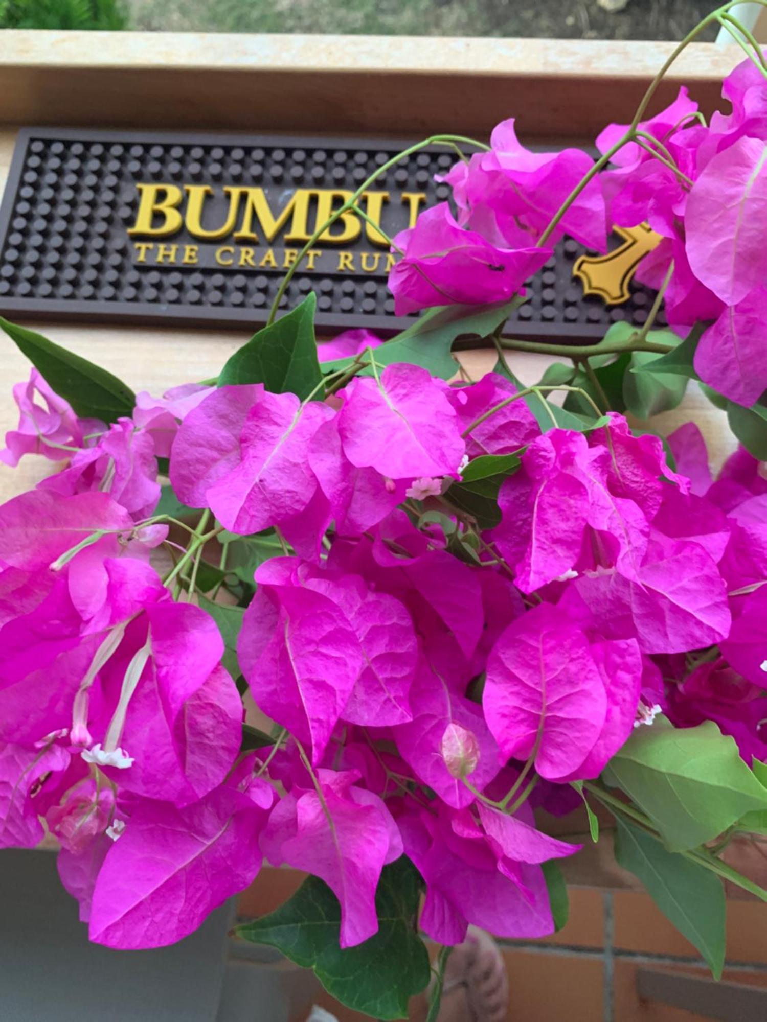 Bumbu 626 Anse Des Rochers